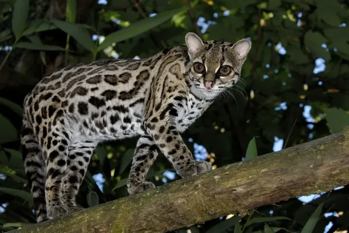 Framed Print : Long-tailed cat, Margay, Bergozelot
