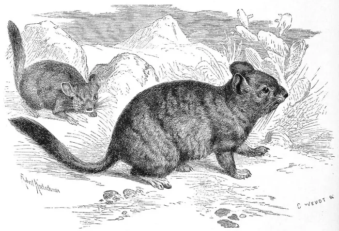 Framed Print : Long-tailed chinchilla (Chinchilla lanigera) Framed Print : Long-tailed chinchilla (Chinchilla lanigera)