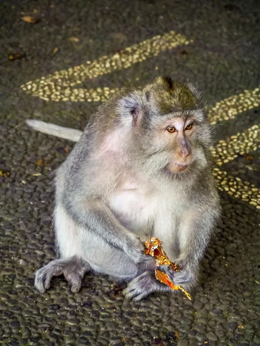 Framed Print : Long-tailed macaque (Macaca fascicularis) with a flower Framed Print : Long-tailed macaque (Macaca fascicularis) with a flower