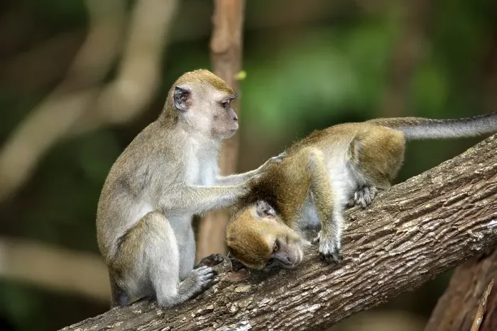 Framed Print : Two long-tailed macaques (Macaca fascicularis)