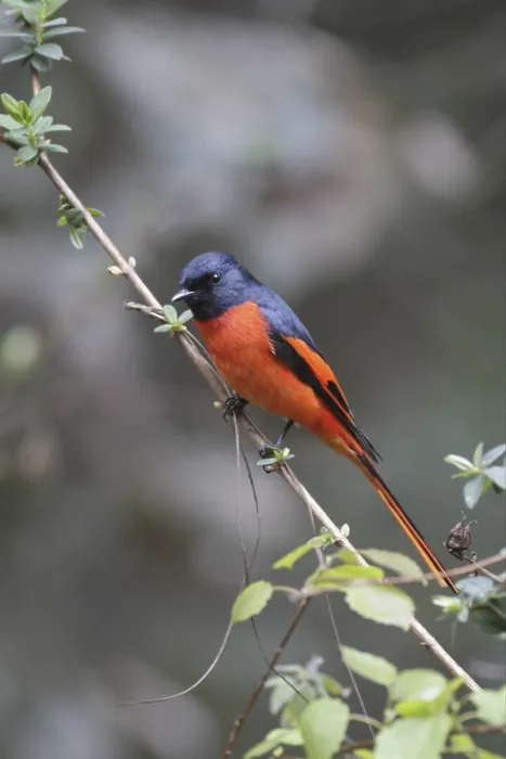 Framed Print : Long-tailed Minivet (Pericrocotus ethologus) adult male