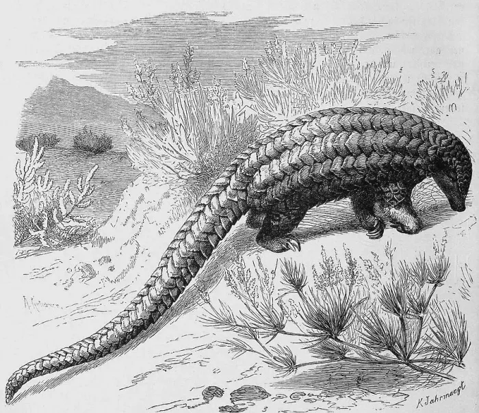 Framed Print : Long-tailed pangolin, Manis Iongicaudata