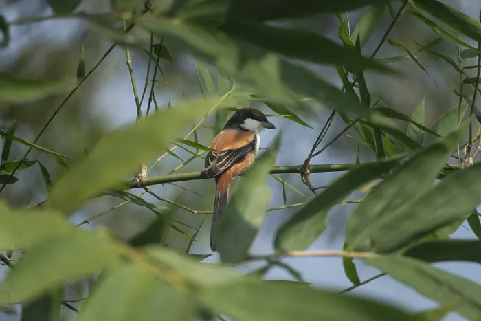 Framed Print : A long-tailed shrike or rufous-backed shrike (Lanius schach) on a tree branch