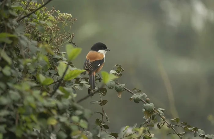 Framed Print : A long-tailed shrike or rufous-backed shrike (Lanius schach) on a tree branch
