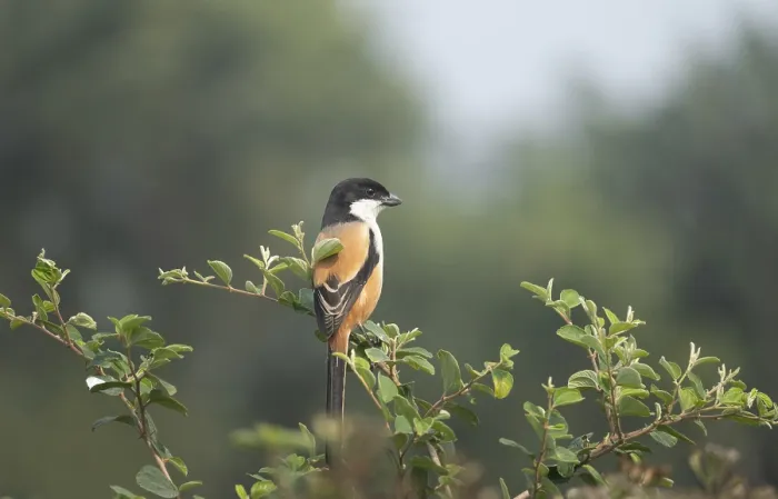 Framed Print : A long-tailed shrike or rufous-backed shrike (Lanius schach) on a tree branch