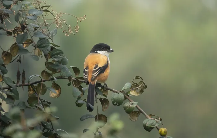 Framed Print : A long-tailed shrike or rufous-backed shrike (Lanius schach) on a tree branch Framed Print : A long-tailed shrike or rufous-backed shrike (Lanius schach) on a tree branch