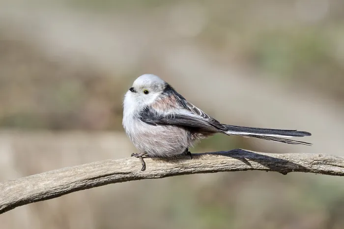 Framed Print : Long-tailed tit (Aegithalos caudatus)