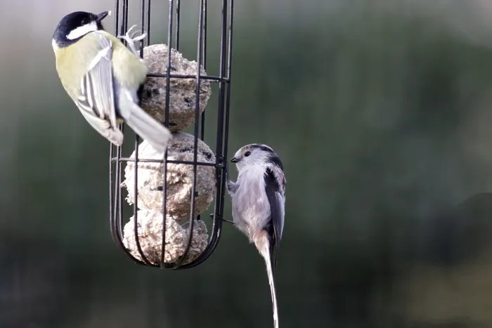 Framed Print : Long-tailed tit (Aegithalos caudatus)