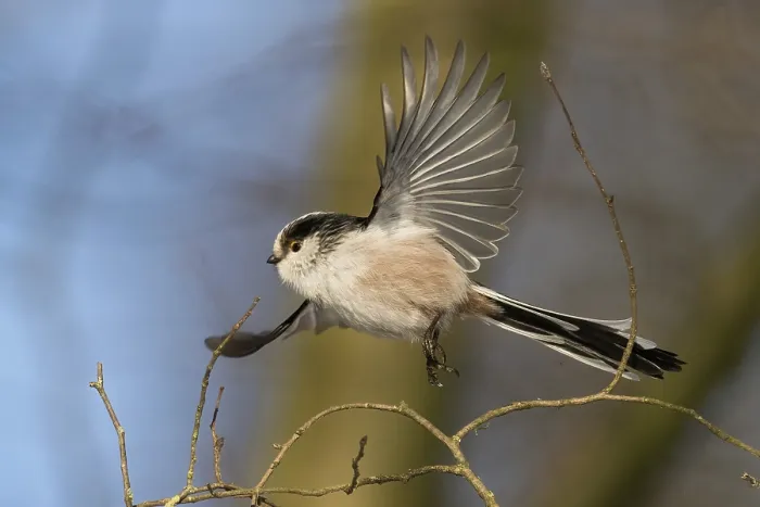 Framed Print : A long-tailed tit (Aegithalos caudatus) in flight against a blue sky background