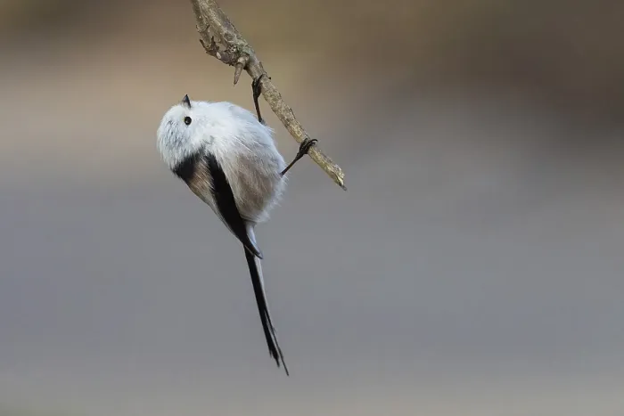 Framed Print : A long-tailed tit (Aegithalos caudatus) hangs upside down on a branch Framed Print : A long-tailed tit (Aegithalos caudatus) hangs upside down on a branch