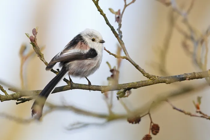 Framed Print : Long-tailed Tit (Aegithalos caudatus) perched on a branch Framed Print : Long-tailed Tit (Aegithalos caudatus) perched on a branch