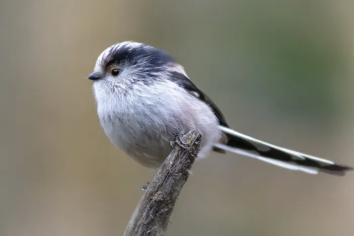 Framed Print : Long-tailed tit (Aegithalos caudatus) perched on a branch
