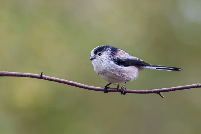 Framed Print : Long Tailed Tit (Aegithalos caudatus) perched on a branch