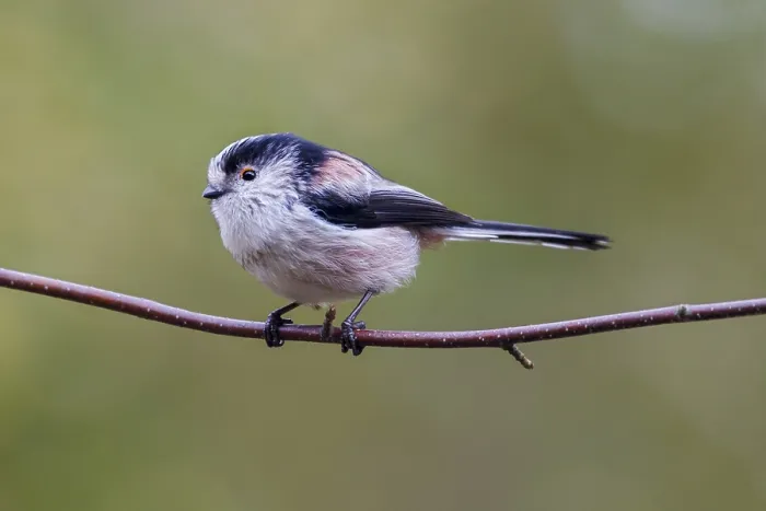 Framed Print : Long Tailed Tit (Aegithalos caudatus) perched on a branch