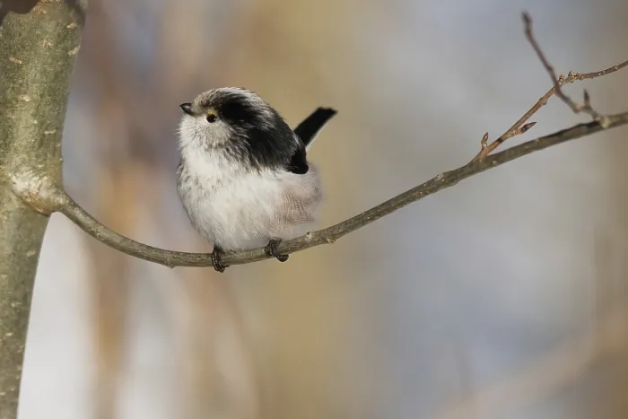 Framed Print : A long-tailed tit (Aegithalos caudatus) sits quietly on a branch against a wintry backdrop