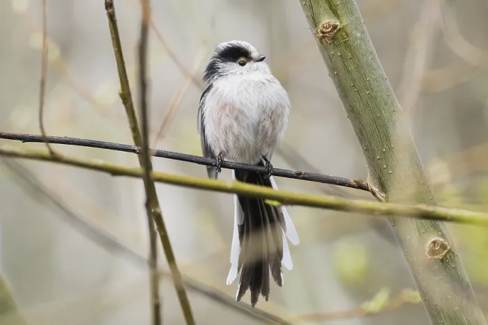 Framed Print : A long-tailed tit (Aegithalos caudatus) sitting on a thin branch surrounded by twigs