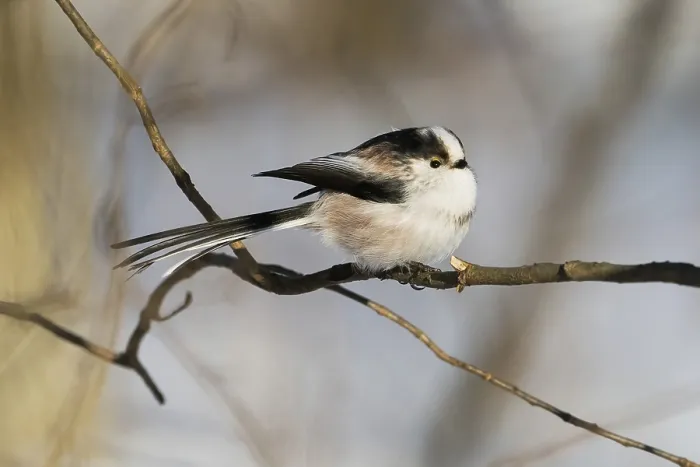 Framed Print : A long-tailed tit (Aegithalos caudatus) sitting on a branch in wintry surroundings