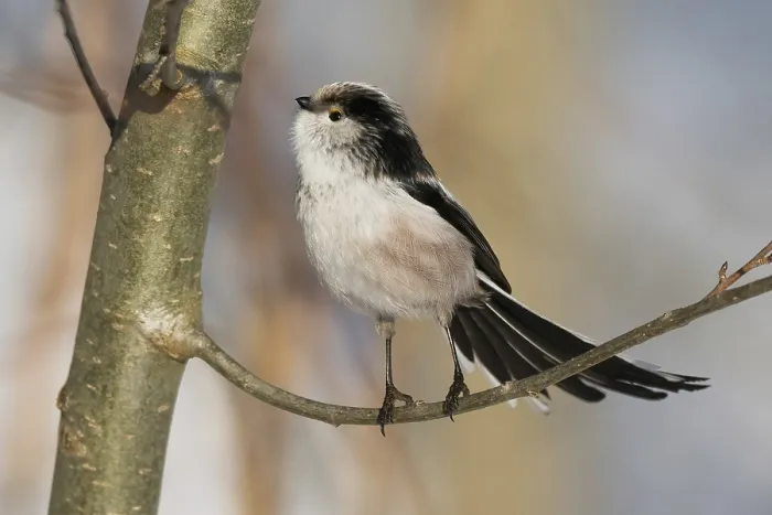 Framed Print : A long-tailed tit (Aegithalos caudatus) stands on a branch with an attentive gaze against a wintry backdrop