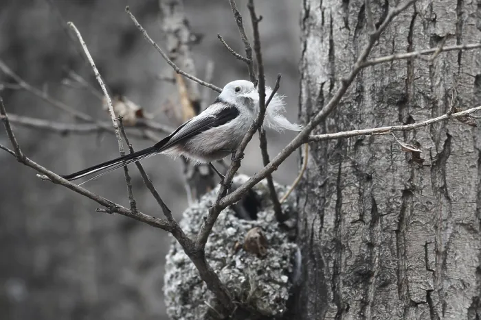 Framed Print : Long-tailed Tit builds a nest for breeding