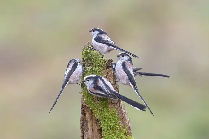 Framed Print : Long-tailed tits (Aegithalos caudatus)