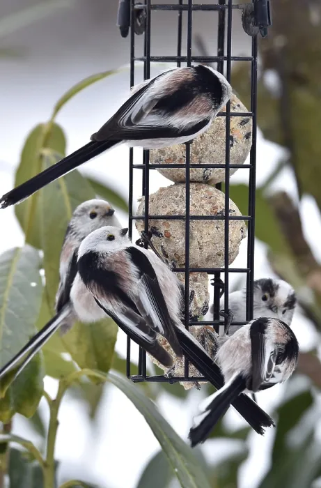 Framed Print : Long-tailed tits (Aegithalos caudatus) eating tit dumplings in winter