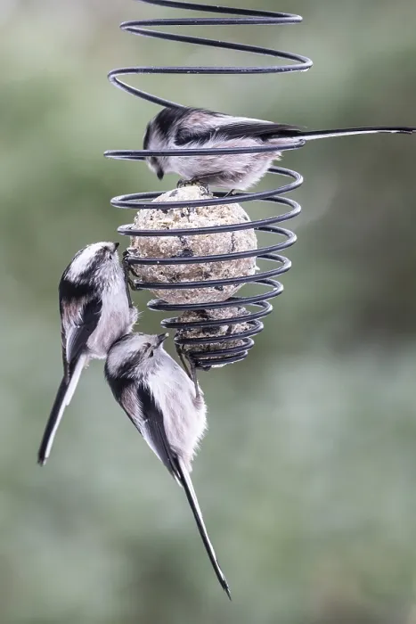 Framed Print : Long-tailed tits (Aegithalos caudatus) at the tit dumpling
