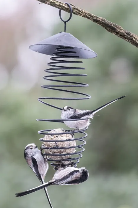 Framed Print : Long-tailed tits (Aegithalos caudatus) at the tit dumpling
