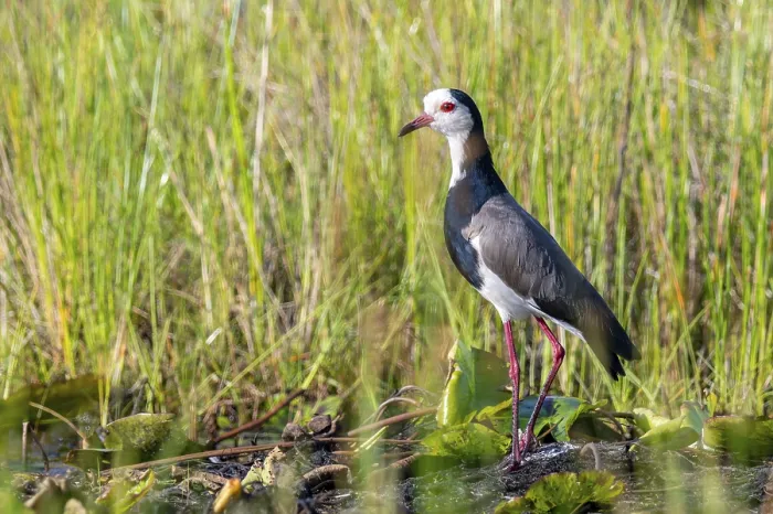 Framed Print : Long-toed Lapwing (Vanellus crassirostris) Framed Print : Long-toed Lapwing (Vanellus crassirostris)