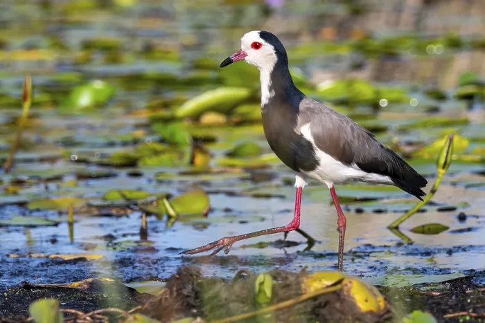 Framed Print : Long-toed Lapwing (Vanellus crassirostris)