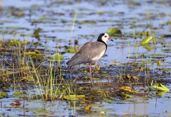 Framed Print : Long-toed Lapwing (Vanellus crassirostris)