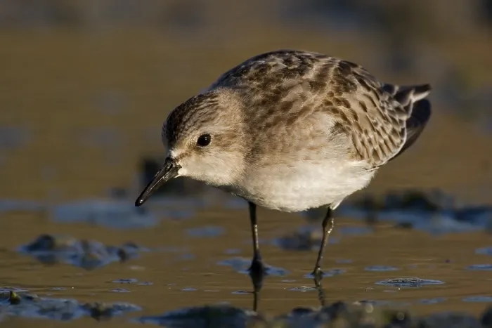 Framed Print : Long-toed Stint (Calidris subminuta) foraging
