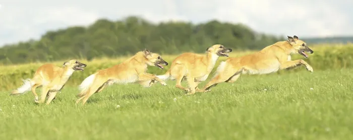 Framed Print : Longhaired Whippet or Silken Windsprite running