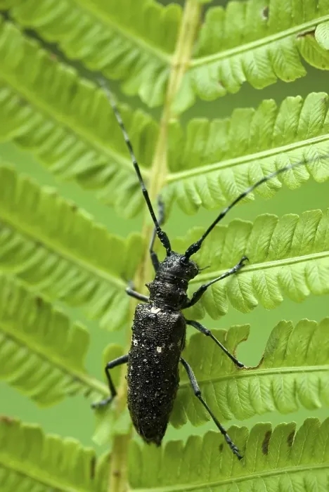 Framed Print : Longhorn beetle species (Monochamus sartor) Framed Print : Longhorn beetle species (Monochamus sartor)