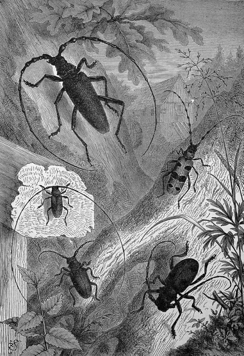 Framed Print : Longhorn beetles, Cerambycidae; also long-horned or longhorn beetles or longicorns