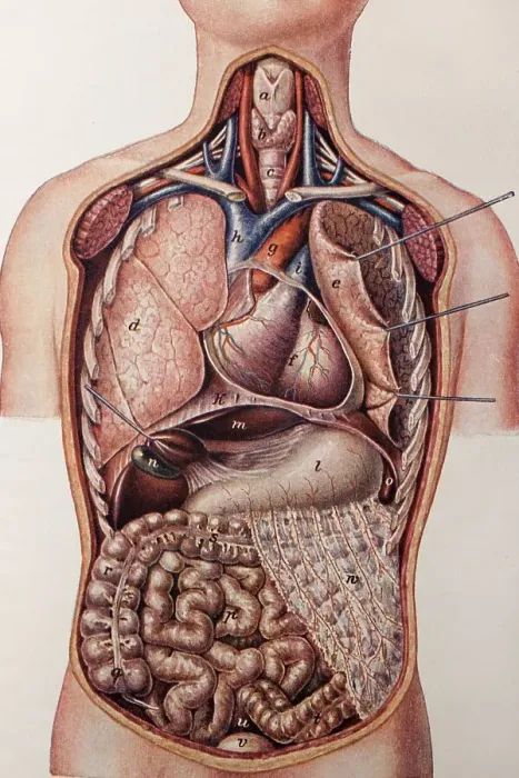 Framed Print : Longitudinal section of a human torso Framed Print : Longitudinal section of a human torso
