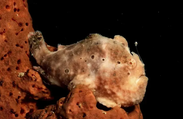 Framed Print : Longlure Frogfish (Antennarius multiocellatus) Framed Print : Longlure Frogfish (Antennarius multiocellatus)