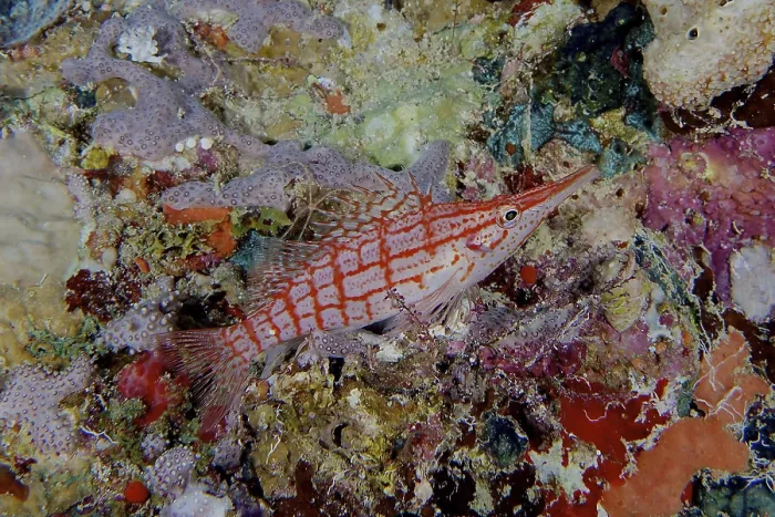 Framed Print : Longnose Hawkfish (Oxycirrhites typus) Framed Print : Longnose Hawkfish (Oxycirrhites typus)