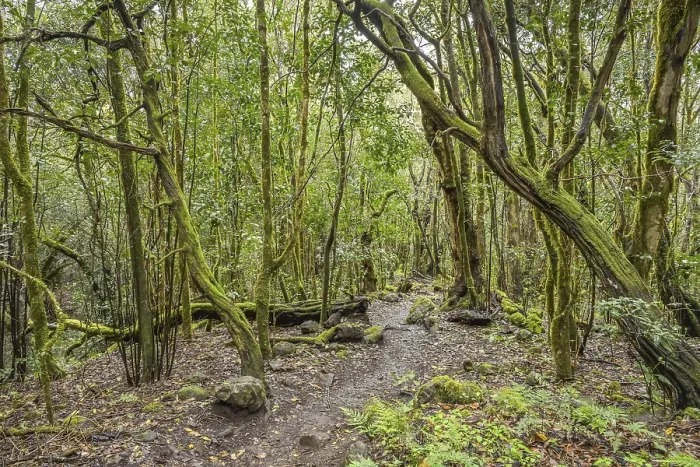 Framed Print : Loober trees in the laurel forest in Garajonay National Park