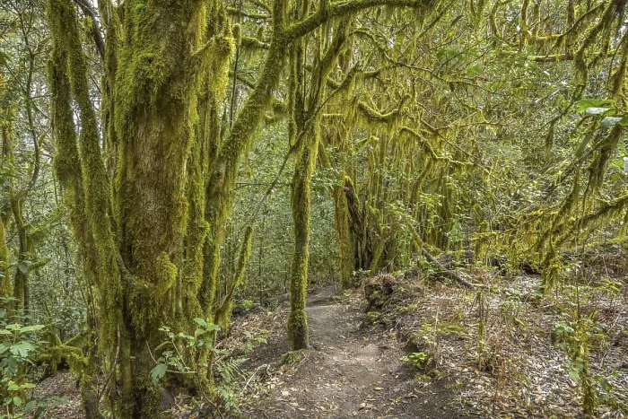 Framed Print : Loober trees in the laurel forest in Garajonay National Park
