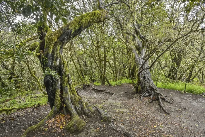 Framed Print : Loober trees in the laurel forest in Garajonay National Park