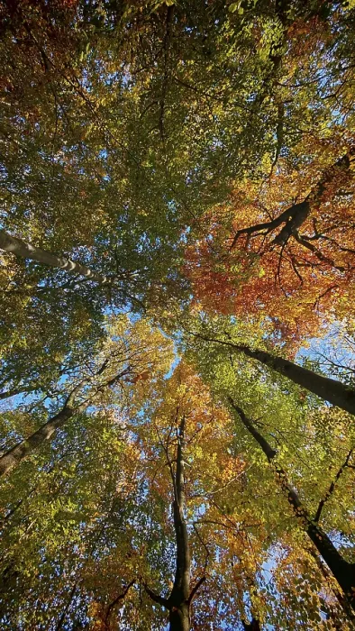 Framed Print : Looking up through autumn treetops that shine in bright colors