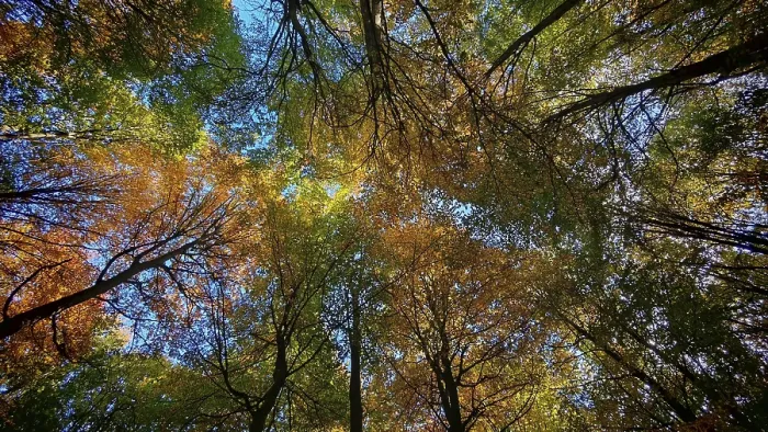 Framed Print : Looking up into an autumnal forest with colorful foliage and blue sky