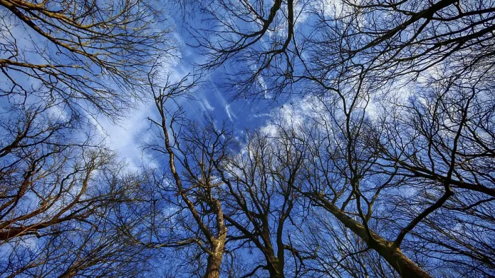 Framed Print : Looking up at bare treetops emerging against a clear blue sky with some clouds