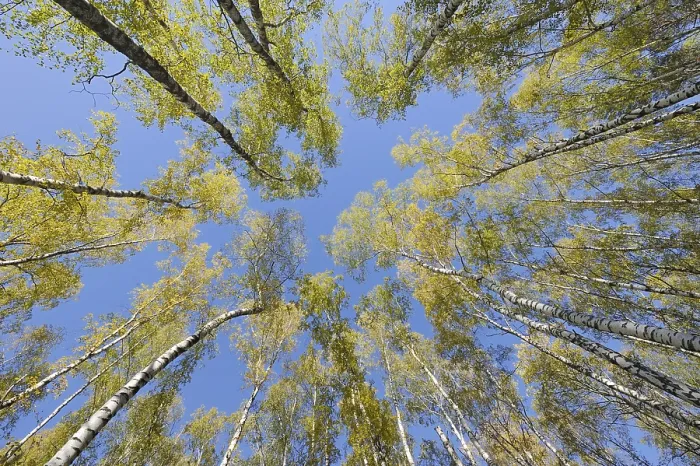 Framed Print : Looking up in birch forest with wide angle lens