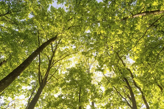 Framed Print : Looking up in a green oak tree forest at evening during spring Framed Print : Looking up in a green oak tree forest at evening during spring