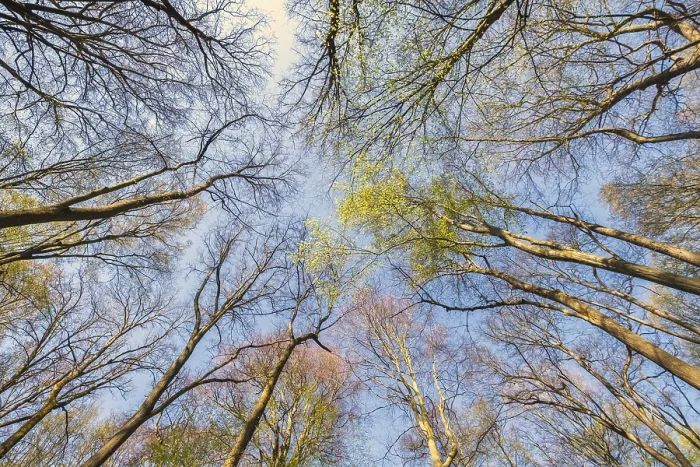 Framed Print : Looking up at the green tree tops in spring forest Framed Print : Looking up at the green tree tops in spring forest