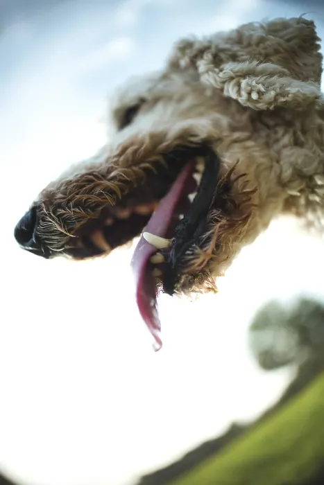 Framed Print : Looking into the mouth of a white dog Framed Print : Looking into the mouth of a white dog
