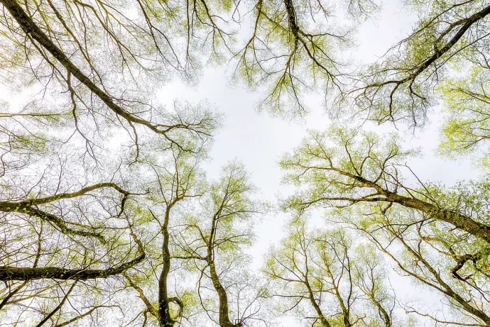 Framed Print : Looking up at the sky through a green willows and poplars trees forest during spring Framed Print : Looking up at the sky through a green willows and poplars trees forest during spring