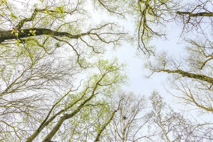 Framed Print : Looking up at the sky through a green willows and poplars trees forest during spring Framed Print : Looking up at the sky through a green willows and poplars trees forest during spring