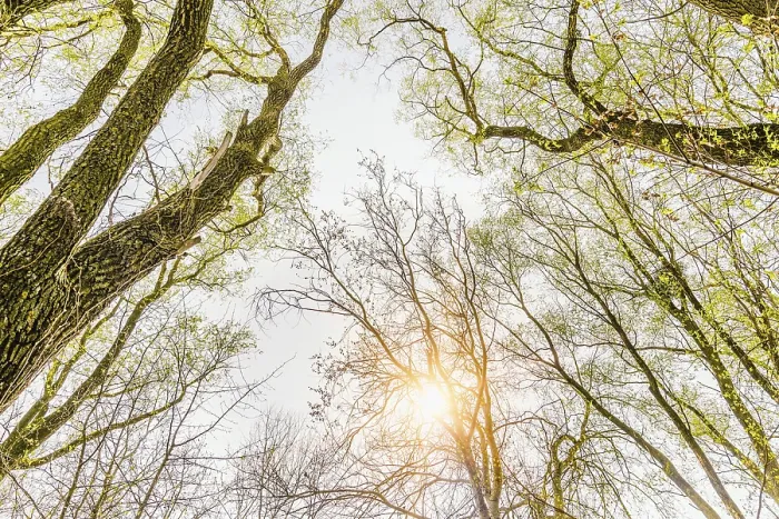 Framed Print : Looking up at the sun through a green willows and poplars trees forest during spring